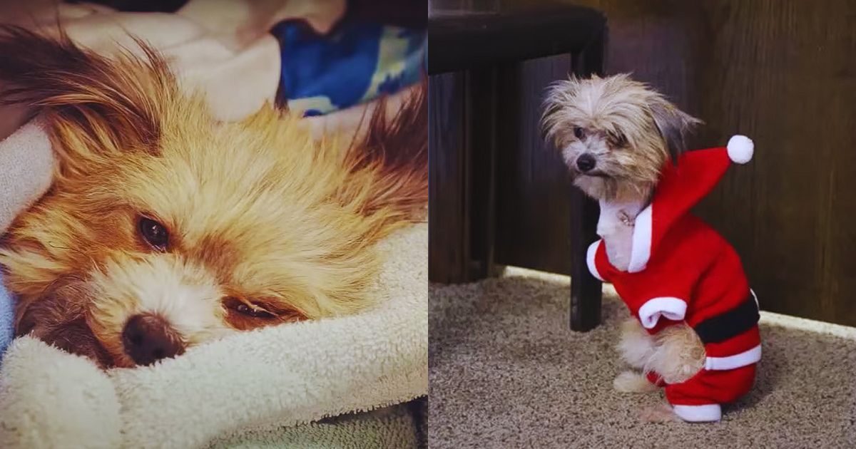 She lay in the road, broken, but her eyes still searched for someone she once knew