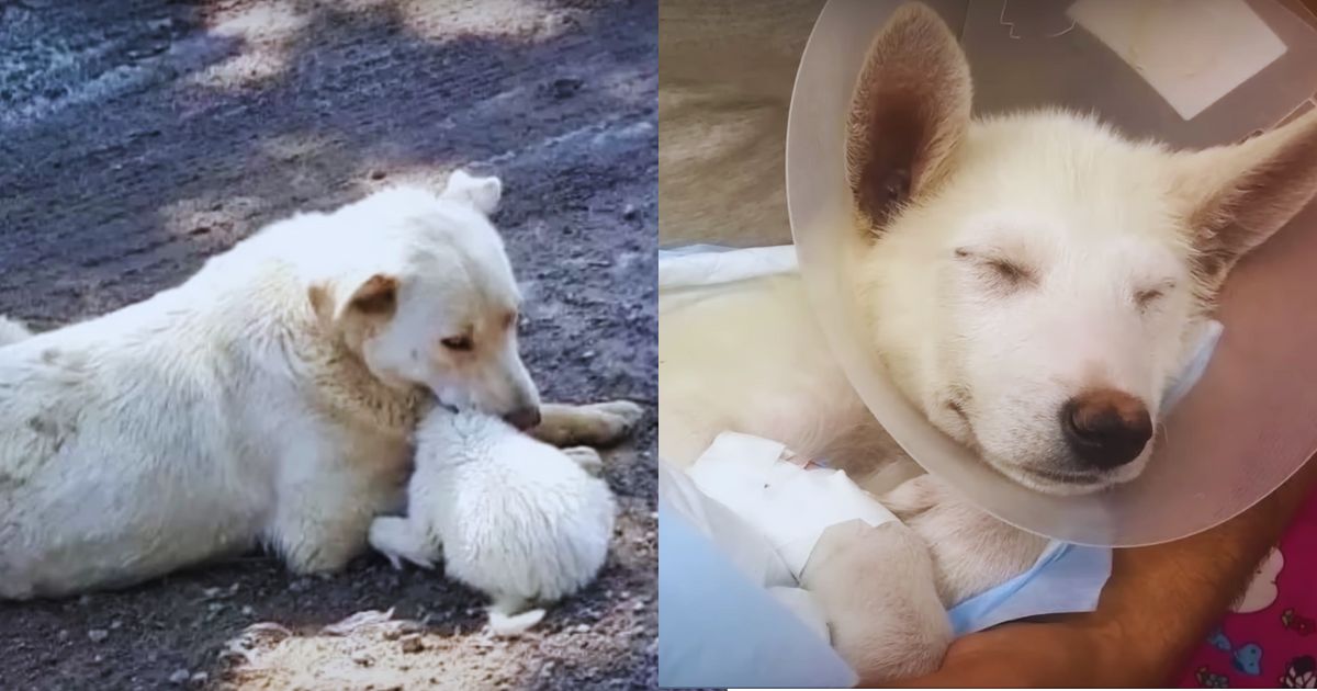 A Stray Dog’s Plea for Her Pups Broke Our Hearts on an Empty Lot