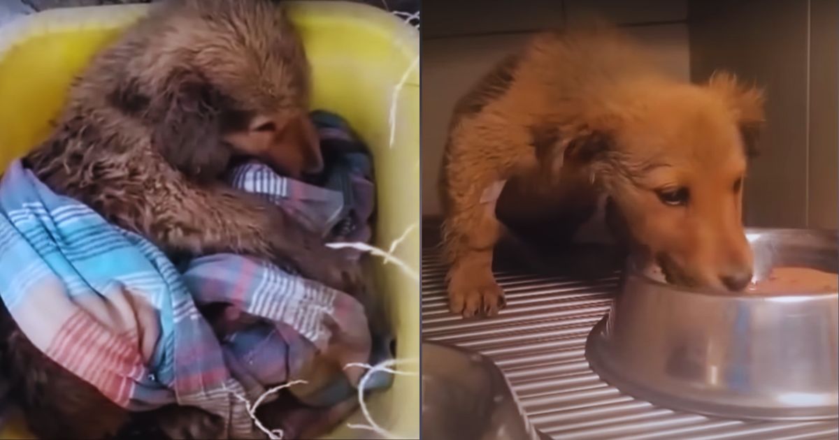 A Broken Puppy Left at Dawn, Beaten but Not Forgotten, Fights to Walk Again