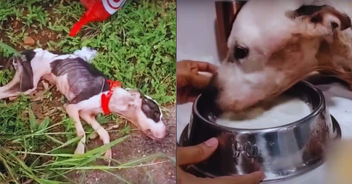 A Dog Left to Rot in a Sack, Yet Her Eyes Still Held Hope