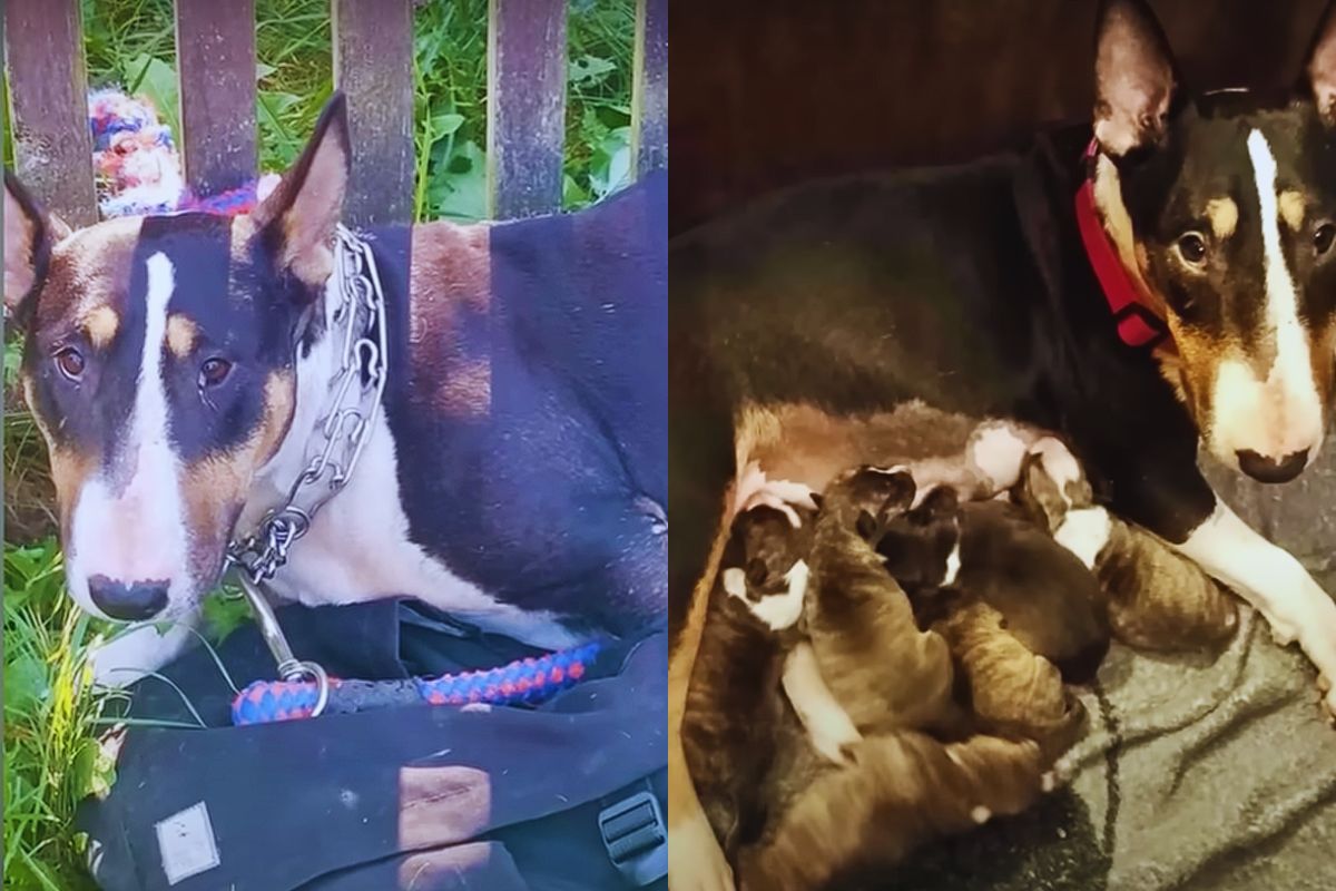 A Pregnant Dog Chained to a Fence, Abandoned, Finds Love in Her Darkest Hour
