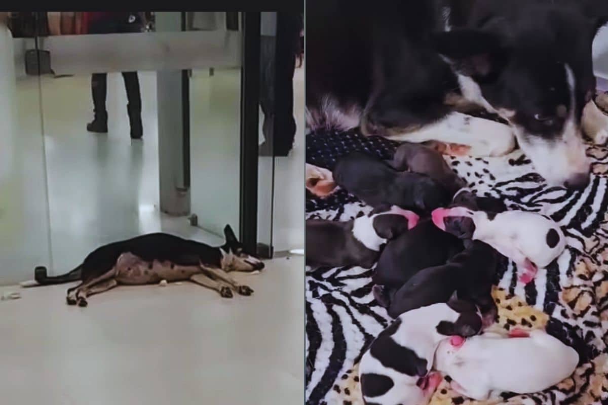 A Pregnant Dog Collapsed Outside a Mall, Ignored by Hundreds, Until Kindness Found Her