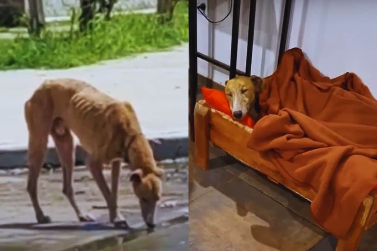 A Starving Greyhound’s Silent Plea for Help Broke Our Hearts on a Dusty Street