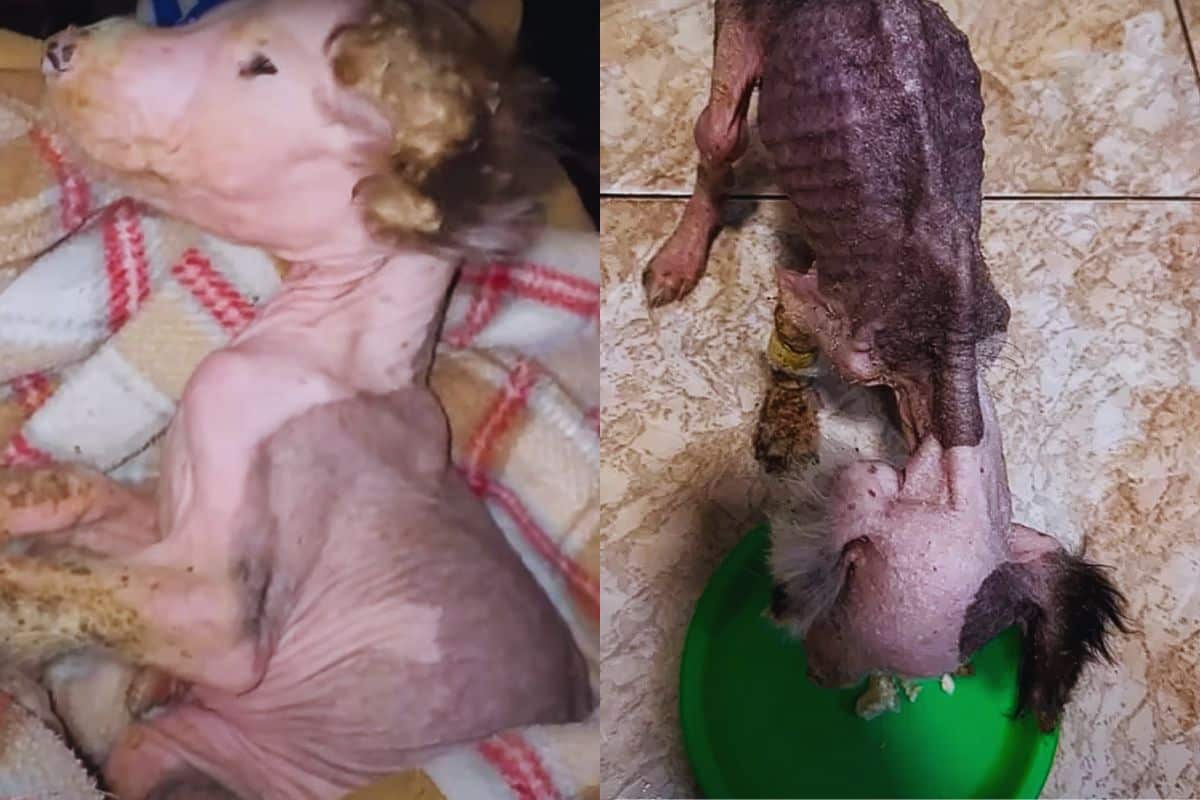 A Starving Puppy Clung to Life, Abandoned by Cruelty, Saved by a Stranger’s Heart