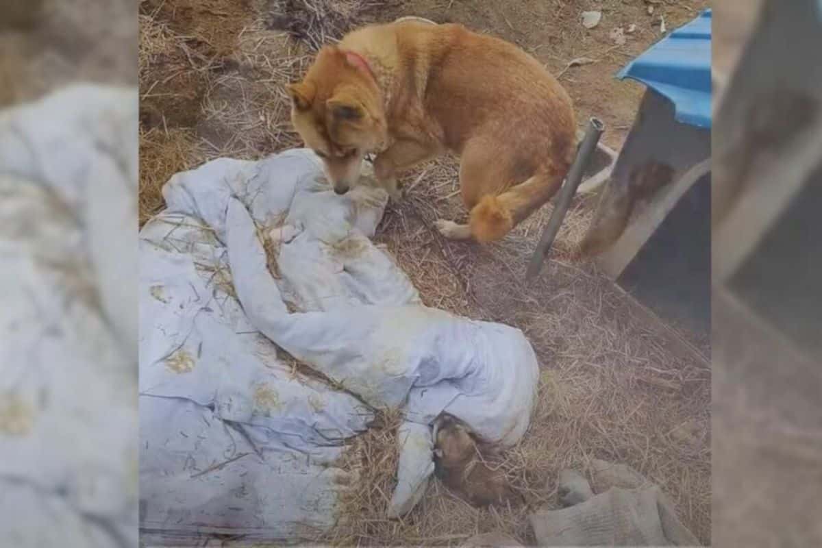 Chained Mom Dog’s Heartfelt Plea to Feed Her Puppies Sparks a Rescue That’ll Melt Your Heart
