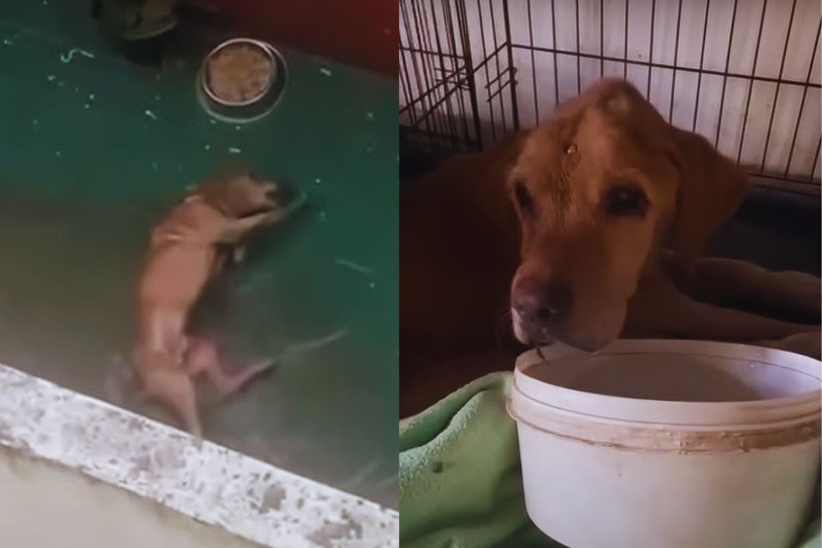 Angel Was Left to Die Behind a Locked Door — But Love Found Him First