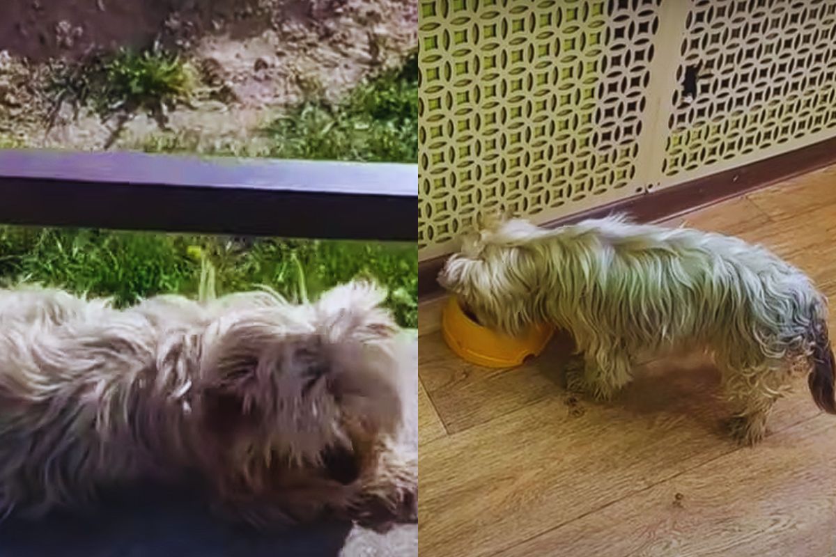 A Stray Dog Named Betty Found a Home and a Second Chance