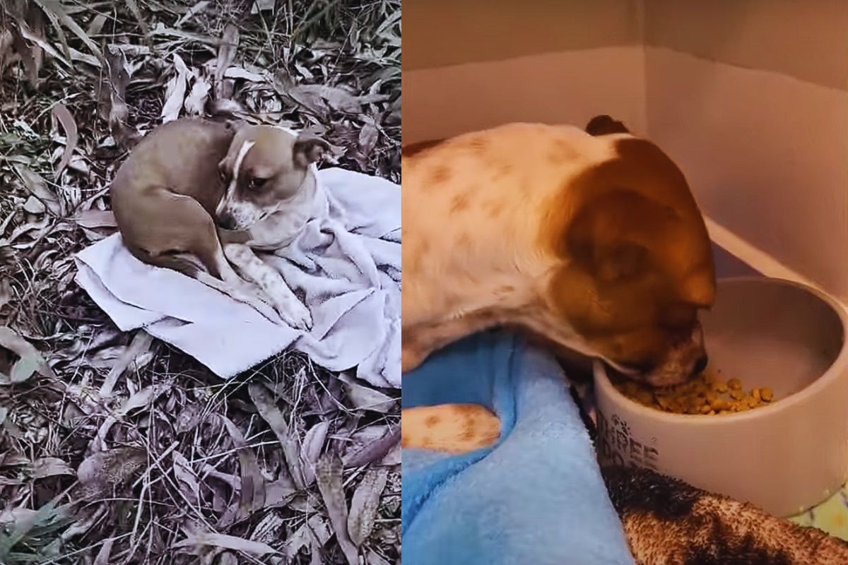 The Dog Who Waited in the Forest: Gustavo’s Journey from Abandonment to Peace