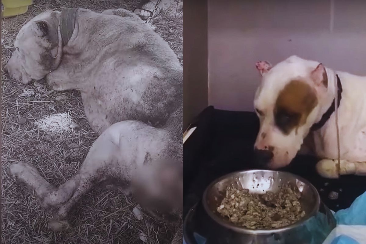 A Pitbull Named Lover Finds Redemption