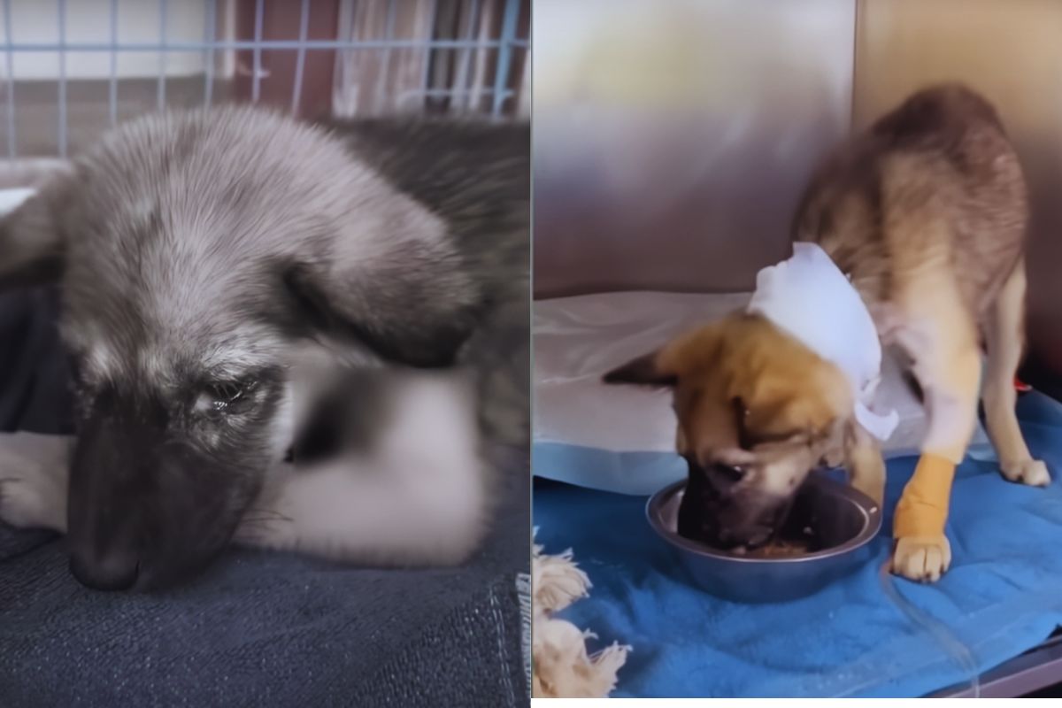 Jojo’s Second Chance: The Silent Fight of a Wounded Puppy Who Refused to Give Up