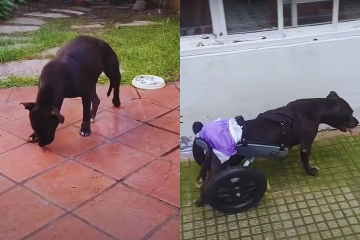 A Dog’s Silent Tears Begged for Help, But Her Owner Turned Away