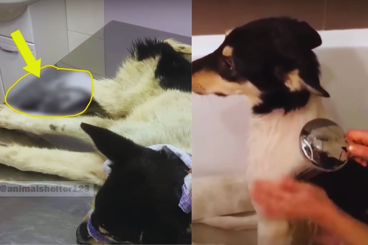 A Dog Dragged Himself Through Snow, Carrying a Bullet in His Spine