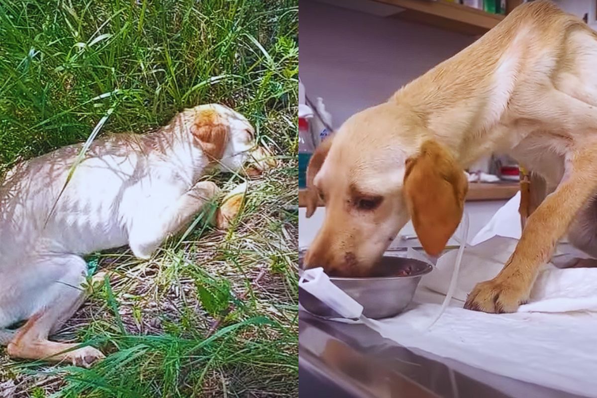 Left to Die, Loved to Heal: The Quiet Rescue of Lola