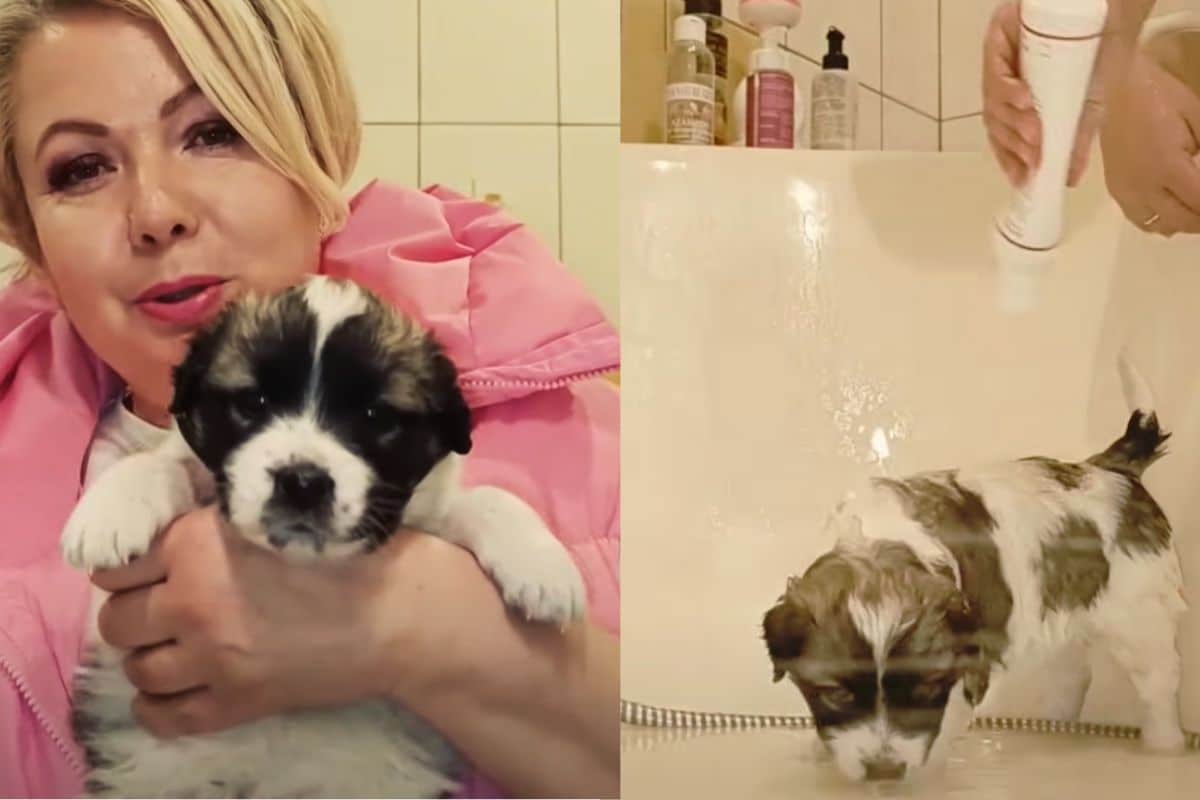 From Abandoned to Adored: How One Puppy Found His Forever Home.