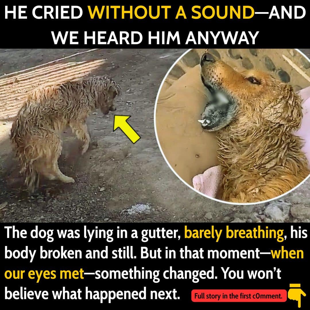 He Cried Without a Sound—And We Heard Him Anyway