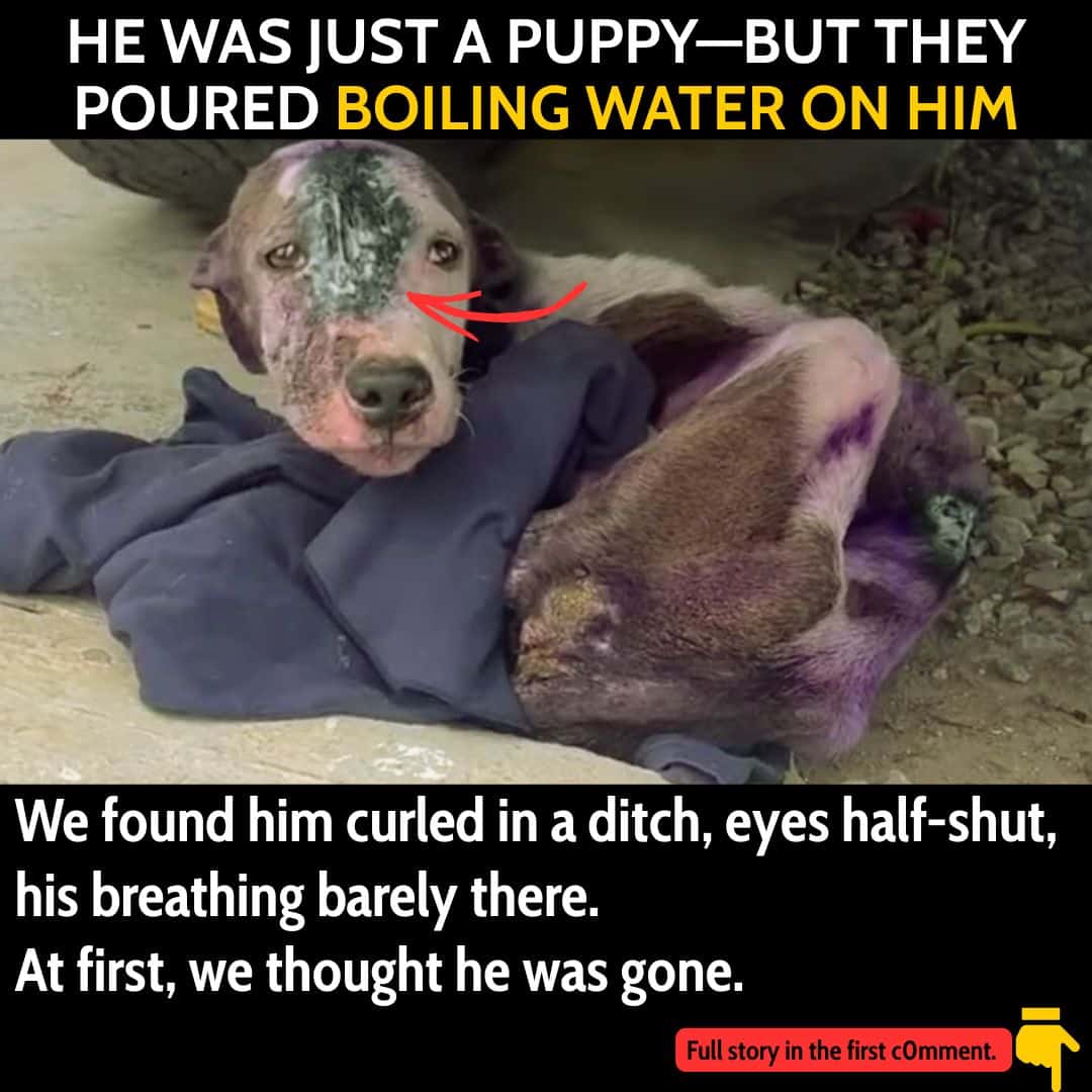 He Was Just a Puppy—But They Poured Boiling Water on Him