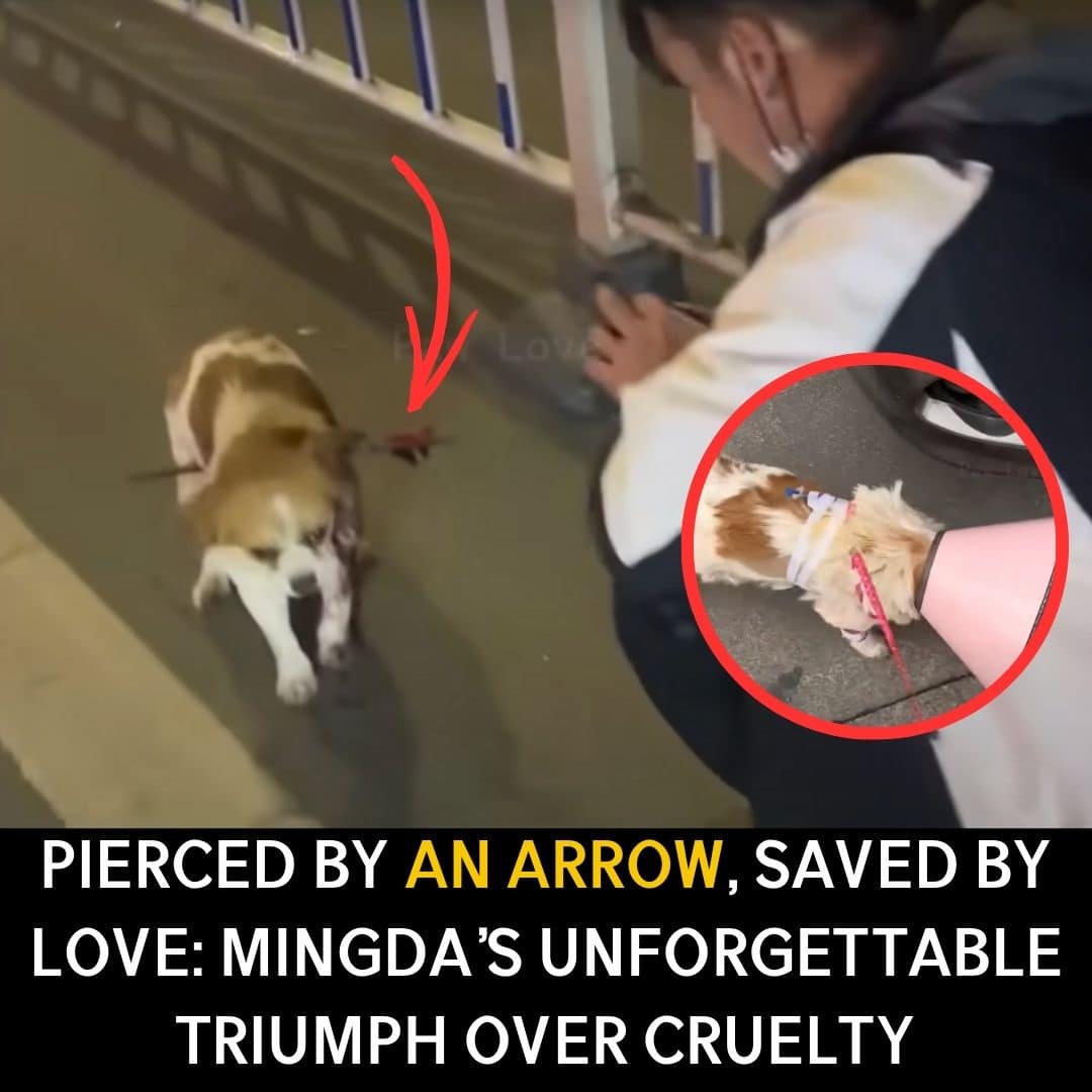 Pierced by an Arrow, Saved by Love: Mingda’s Unforgettable Triumph Over Cruelty