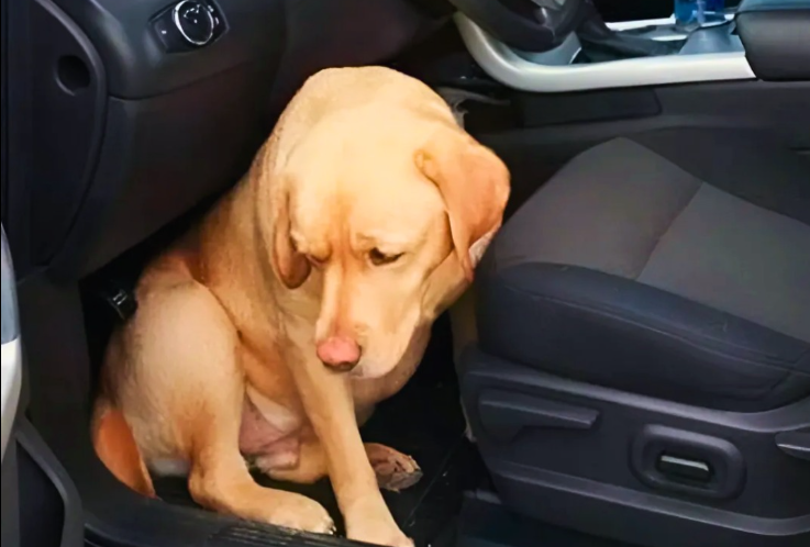 Seven Days Away — and Our Dog Looked at Us Like Strangers