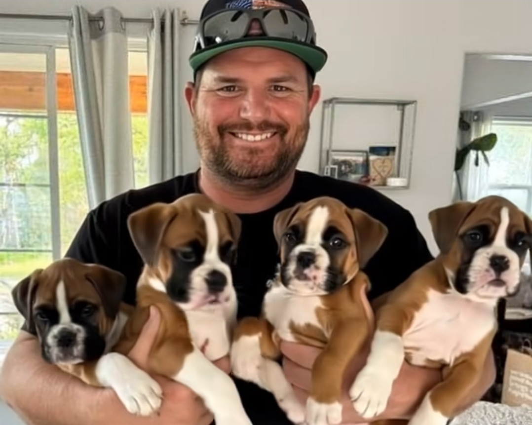 Four Boxer Puppies Found by the Roadside