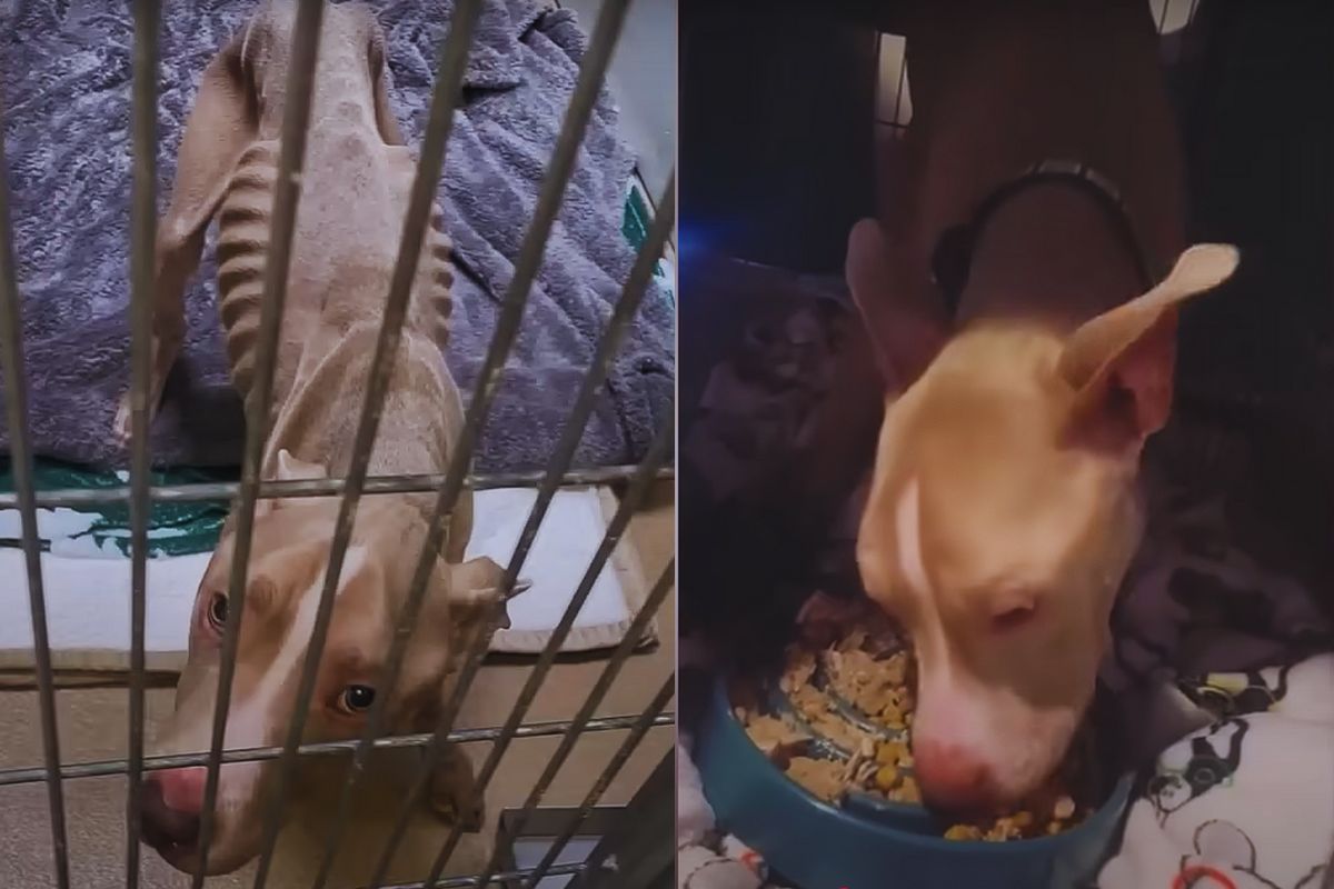 Kane the Brave: From Broken Bones to a Forever Home