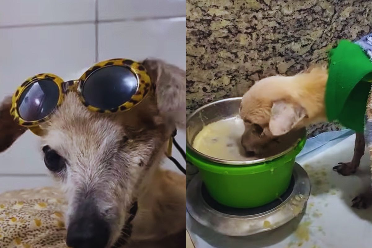 Pinguino Stayed Silent: The Old Dog Who Chose to Keep Living