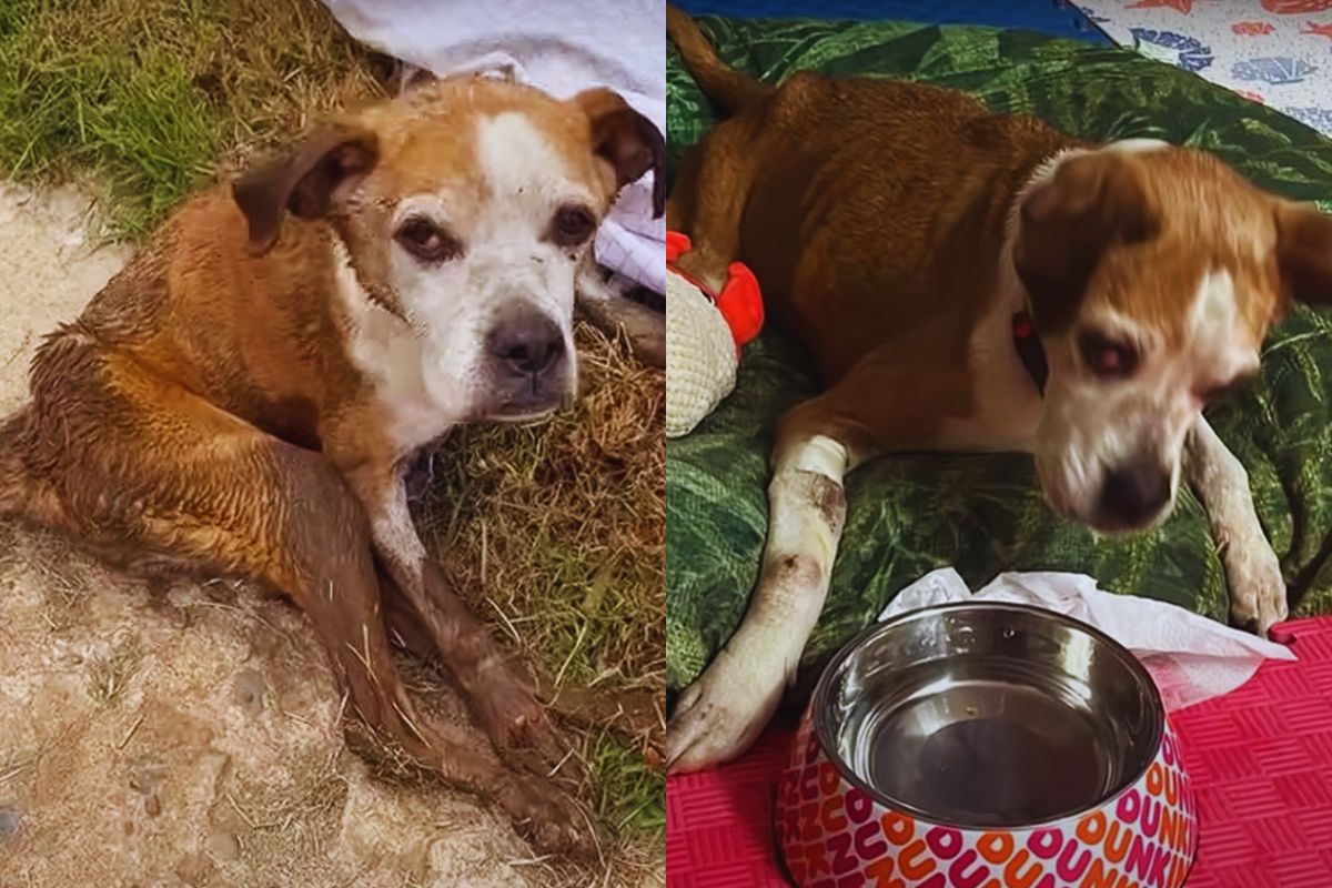 Margarita’s Second Chance: How Love Brought an Old Dog Back to Life