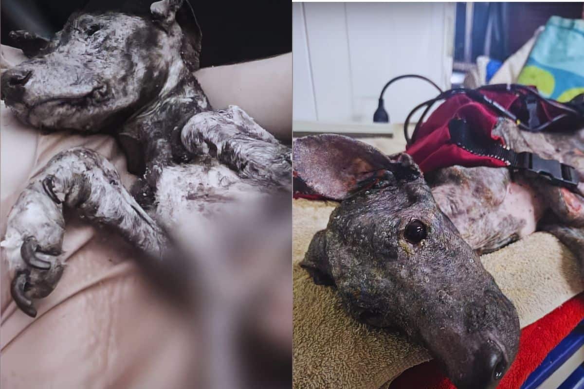 The Dog Who Wasn’t Ready to Die: Sarita’s Quiet Fight for Life