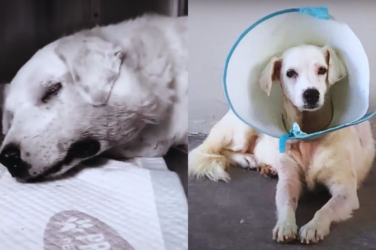 Blanquita’s Fight: The Little Dog Who Refused to Die Alone