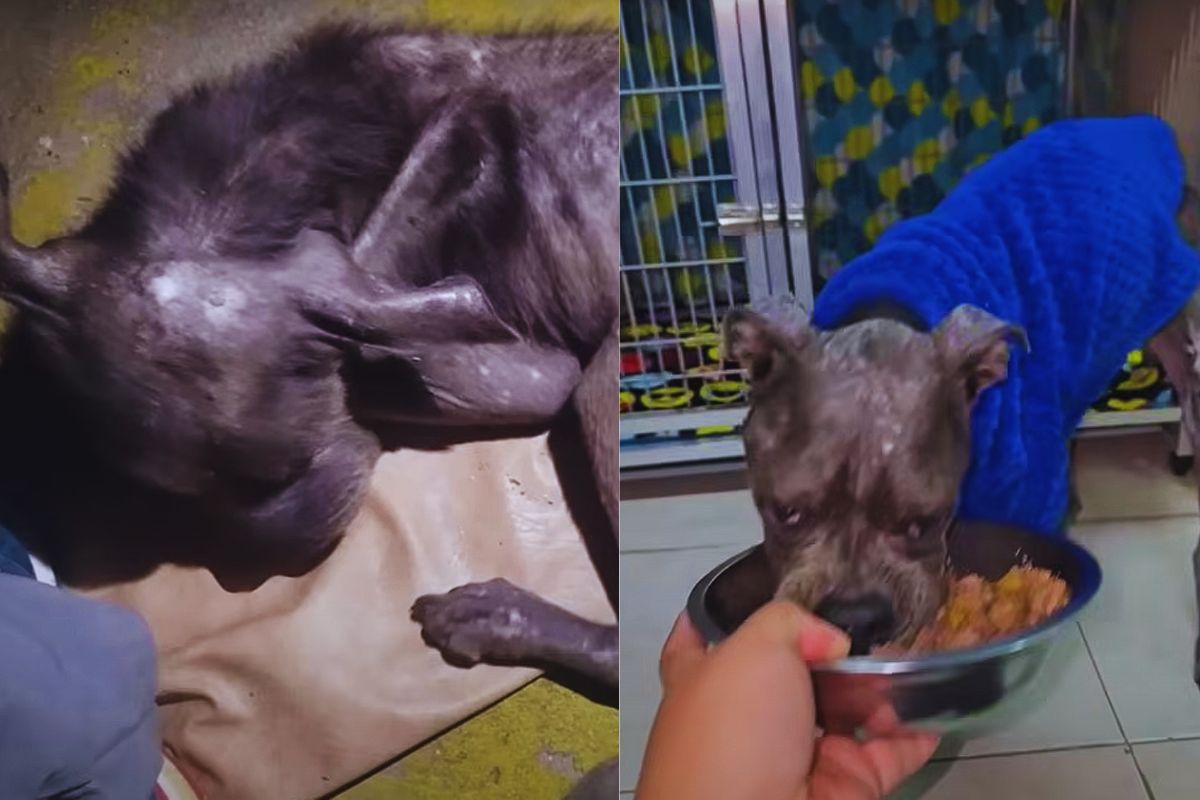 Valentina’s Light: The Silent Strength of a Forgotten Dog