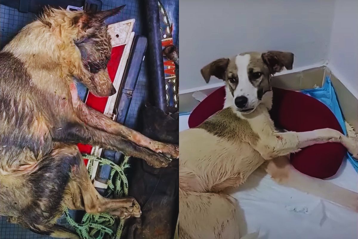 Thrown Away, But Not Broken: The Quiet Bravery of Warrior the Dog