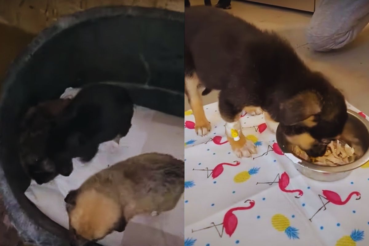 Six Little Survivors: Rescued from the Flood, Reunited by Love