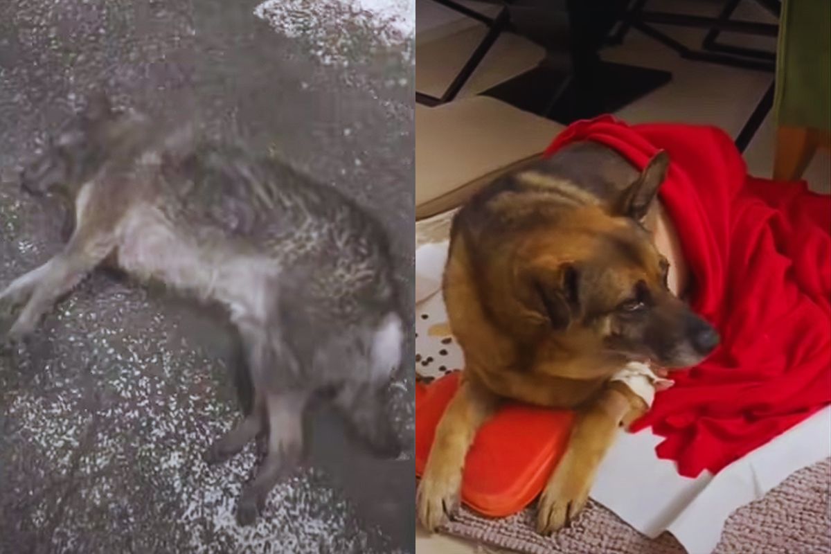 Samsun’s Second Chance: The Dog Who Waited in the Rain