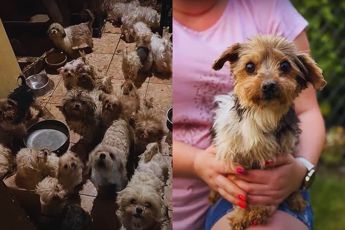 Their Silent Cries Echoed in a House of Greed, Begging for a Second Chance