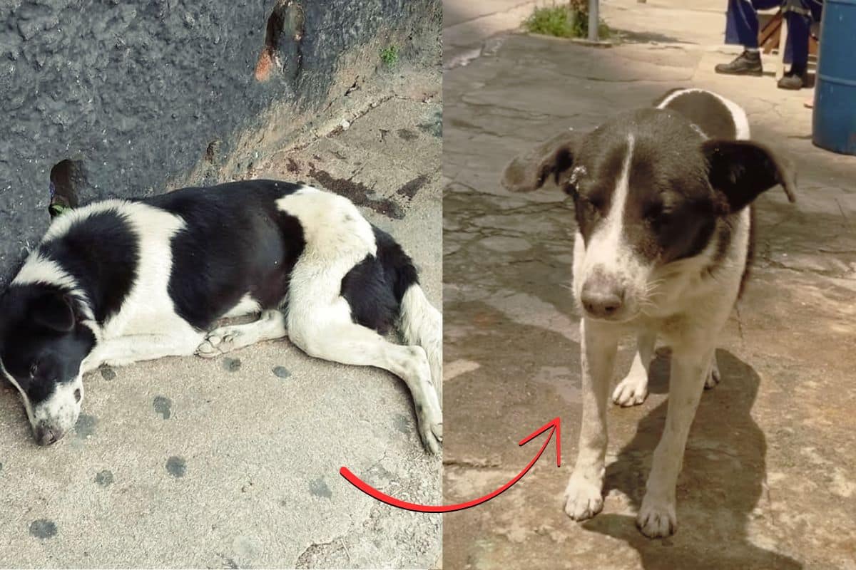 They Left Him in the Heat—But What This Dog Did Next Will Break Your Heart