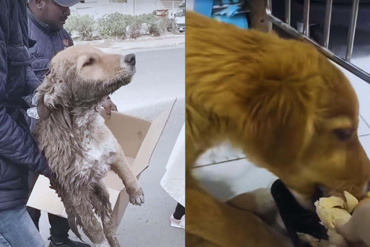 A Stranded Puppy’s Cry Pierced the Morning, Saved by a Stranger’s Gentle Heart