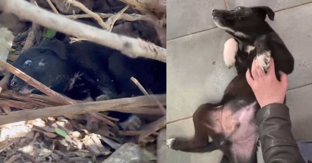 A Puppy’s Silent Suffering on a Landfill, Waiting to Join His Lost Family