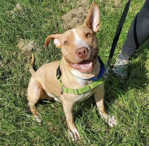 Heartbroken Dog Chained in Abandoned Backyard Can’t Believe He’s Finally Saved