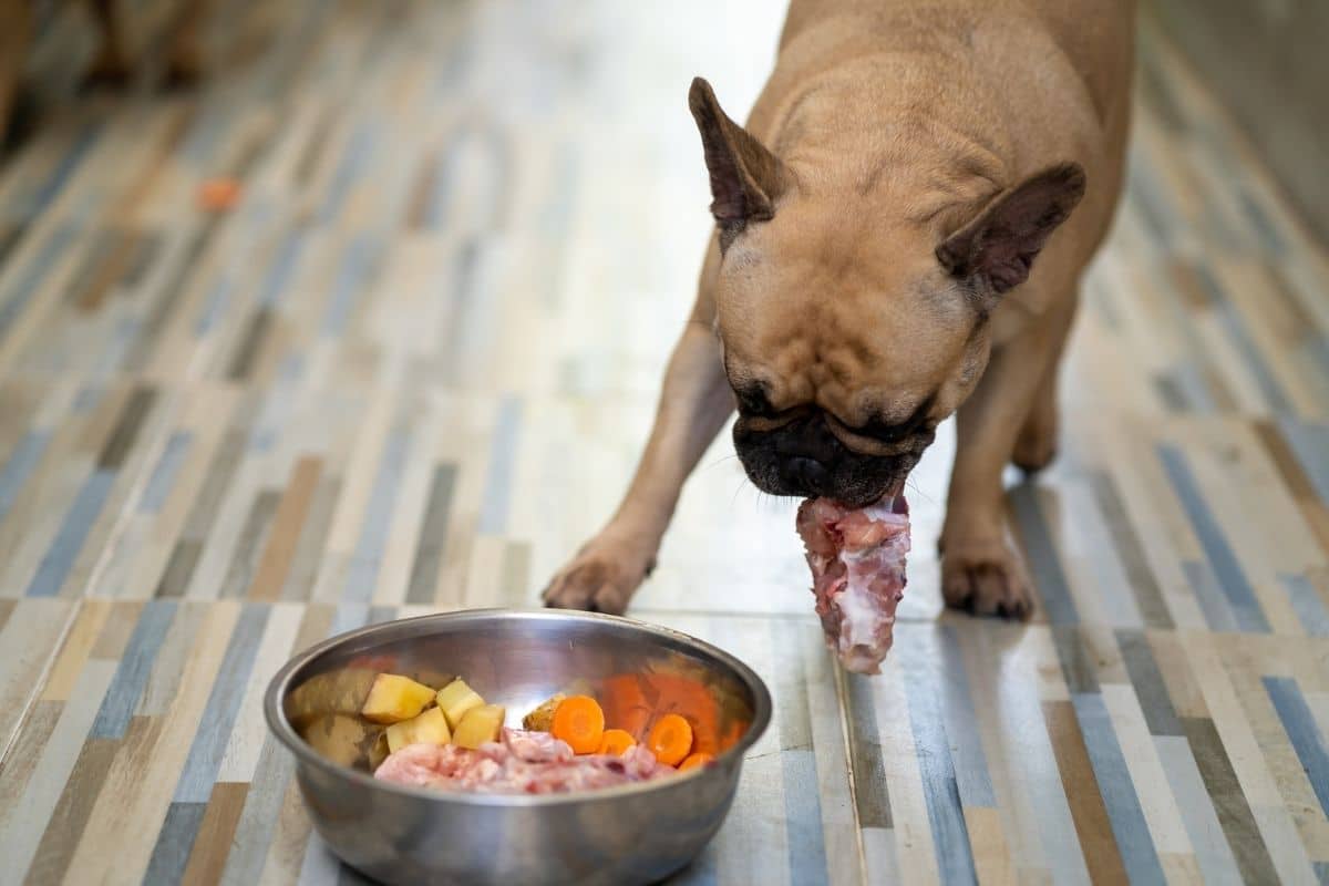 Can Dogs Eat Raw Chicken?