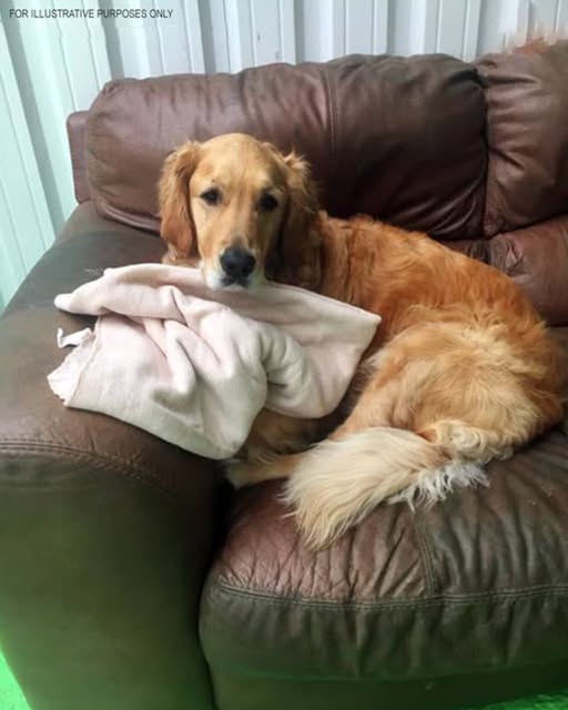 Heartwarming Surprise: How a $20 Couch from a Garage Sale Transformed My Life in Just One Day