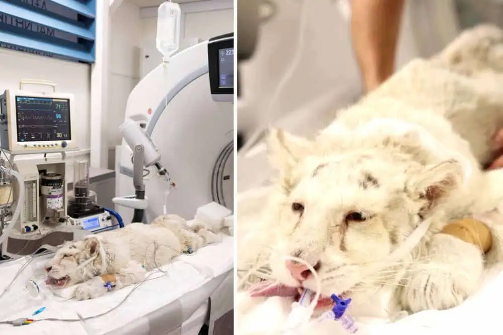 Rescued Tiger Cub’s Journey to Survival: Urgent Care and a Hopeful Story