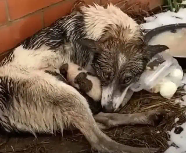 Dog Abandoned But Resilient: A Heartwarming Rescue Story