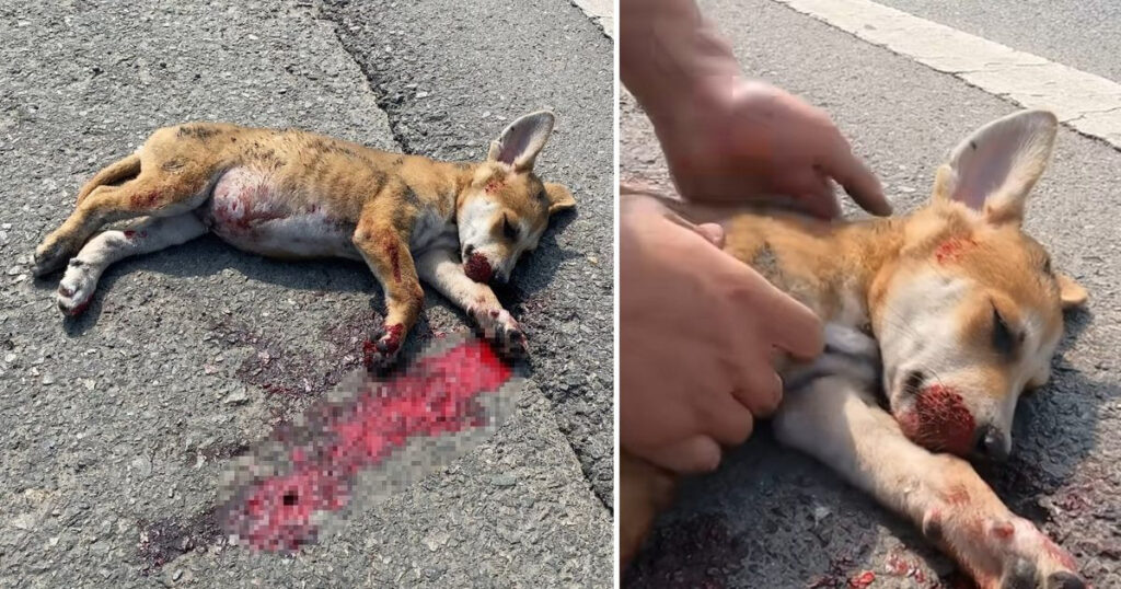 Miracle on the Highway: Stray Puppy Saved from Certain Death by Brave Rescuers