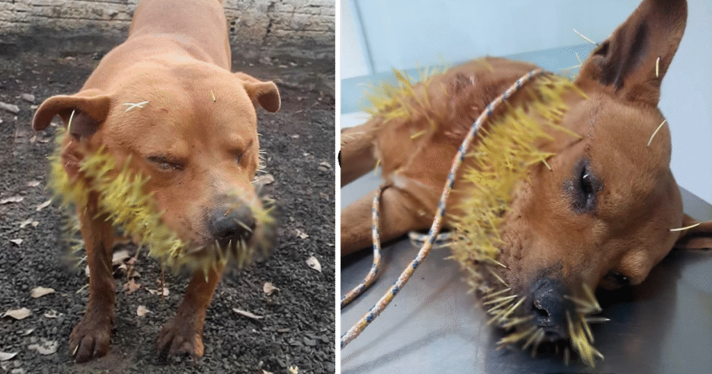 Dog Found Covered in Painful Porcupine Quills, Local Councillor Steps In to Help