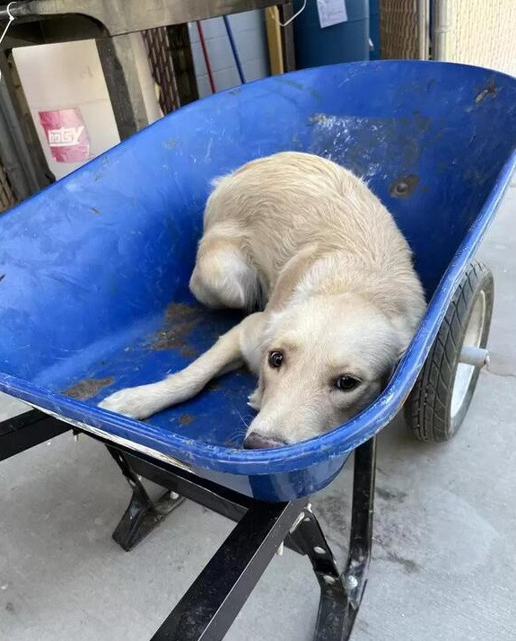 From Wheelbarrow to Forever Home: Darla’s Miraculous Journey of Resilience and Hope