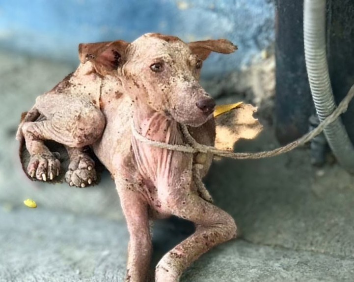 You’ll Never Guess What This Starving Pup Looks Like Now!