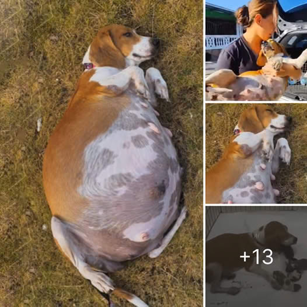 The pregnant mama dog, abandoned with her swollen belly, lay by the roadside, her eyes filled with longing as she waited for a sign of kindness and compassion.