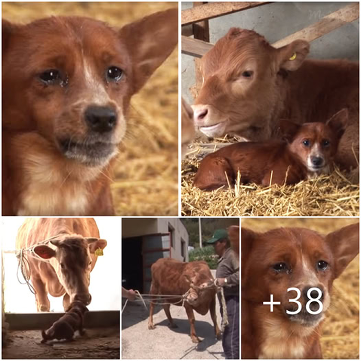 With tears in its eyes, a puppy joyfully reunites with the cow who raised it, capturing a touching moment of unexpected love and deep affection -ltbl