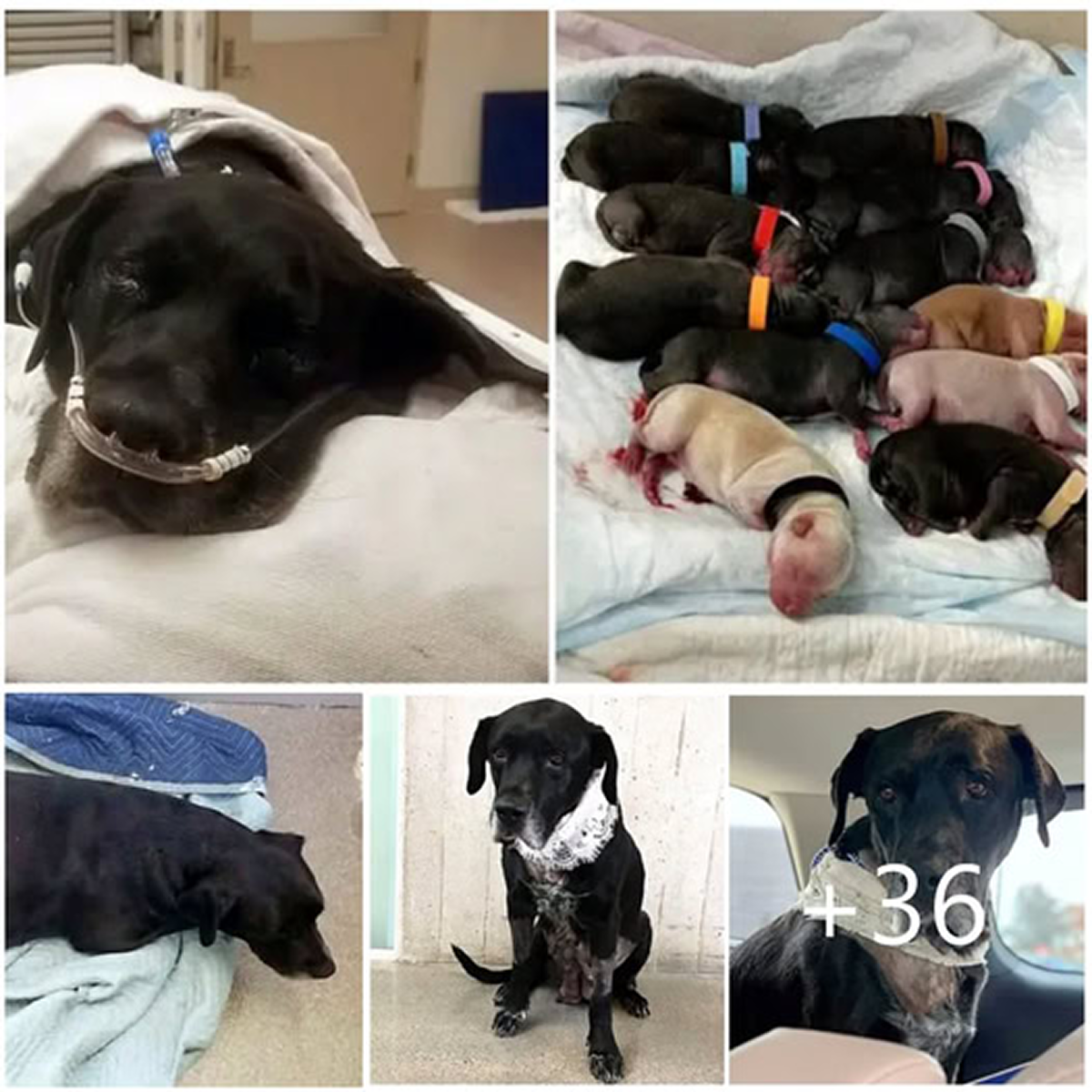 Abandoned during a painful labor, a shelter mother dog tragically loses all 21 of her puppies — a heartbreaking testament to the harsh realities vulnerable animals face -ltbl