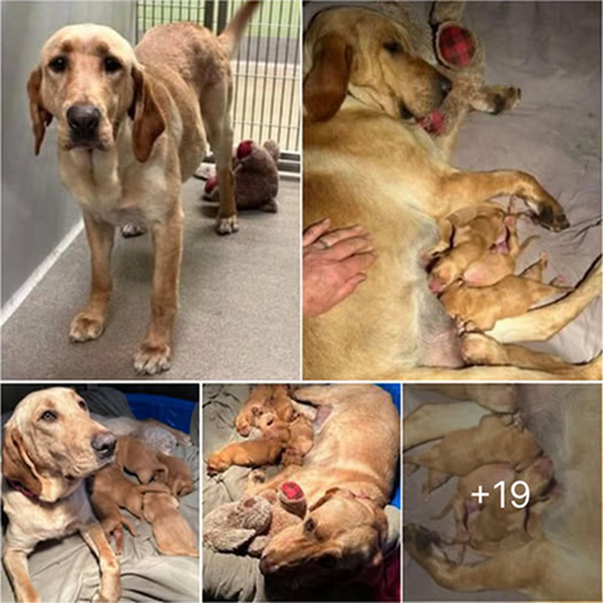 Abandoned and pregnant, a dog was discovered tied up outside a shelter, holding tightly to her beloved teddy bear -ltbl