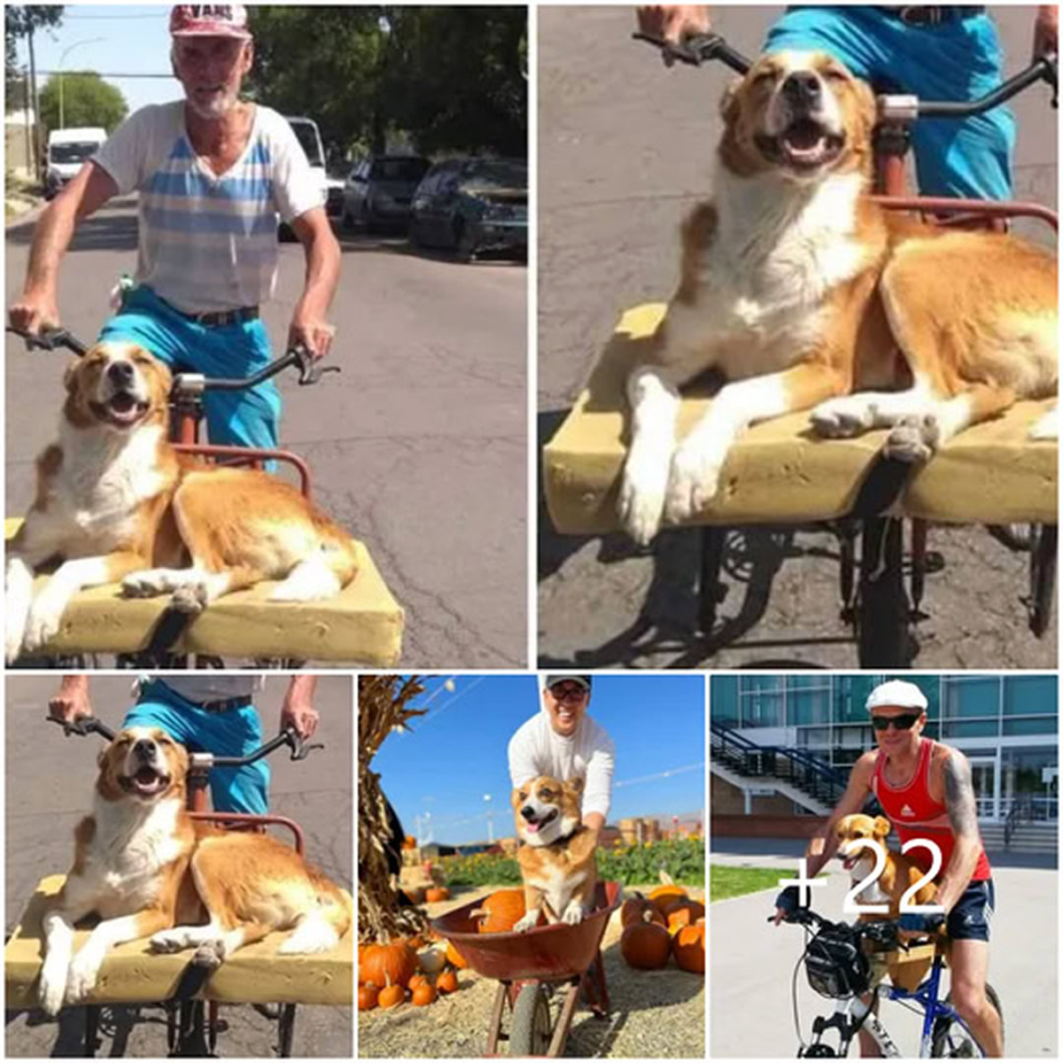 A 75-Year-Old Man Finds Joy and Companionship After Adopting a Rescue Dog, the Two Sharing Quiet Adventures Together on a Timeworn Bicycle-pvth